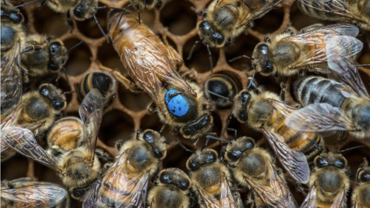 Queen Bee