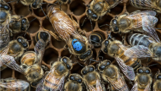 Queen Bee