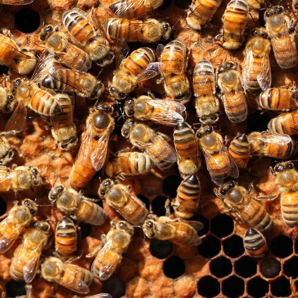 Queen Bee